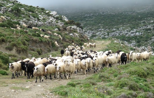 Έλληνες κτηνοτρόφοι σε πανικό: 30 χιλιάδες νεκρά ζώα