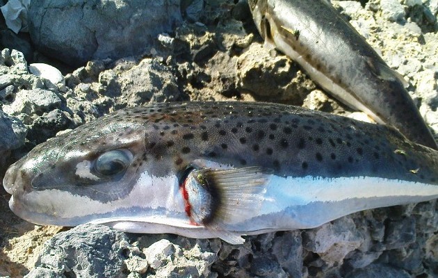 Εμφανίστηκε λαγοκέφαλος στην Κεφαλλονιά