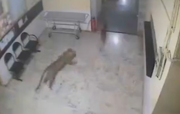Λεοπάρδαλη κυνηγάει σκύλο μέσα σε νοσοκομείο (βίντεο)