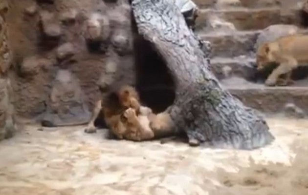 Λιοντάρι σκότωσε την λέαινα σε ζωολογικό κήπο (βίντεο)