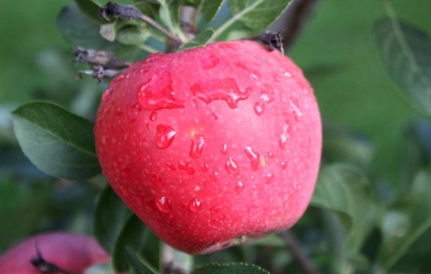 Μήλα με ανθρακικό!