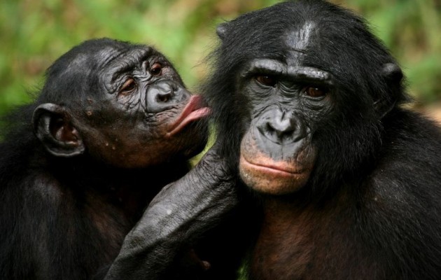 Όλο το Κάμα Σούτρα των πιθήκων μέσα σε 3 λεπτά (βίντεο)