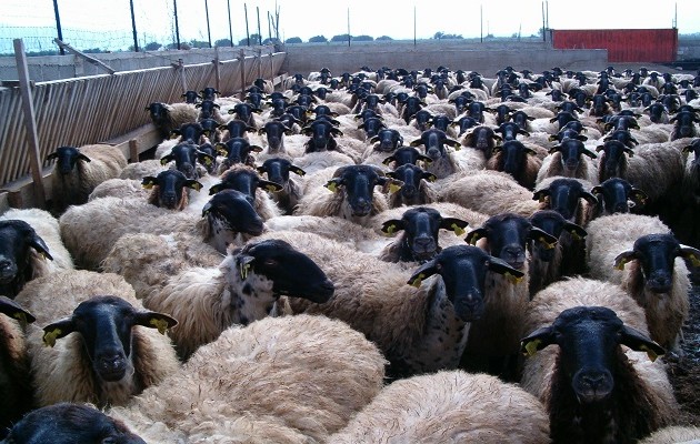 Τρίπολη: Πρόβατα φρουρούσαν τα κλοπιμαία