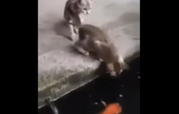 Σπάνιο βίντεο: Το ψάρι νικάει την… γάτα