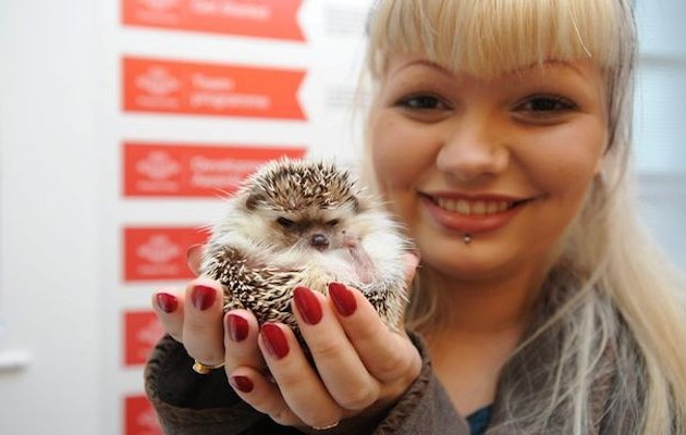 Υπάρχει ξενοδοχείο σκαντζόχοιρων