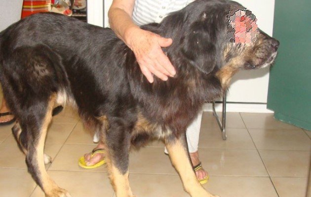 Εικόνες φρίκης: Πυροβόλησαν σκύλο στο μάτι (φωτο)