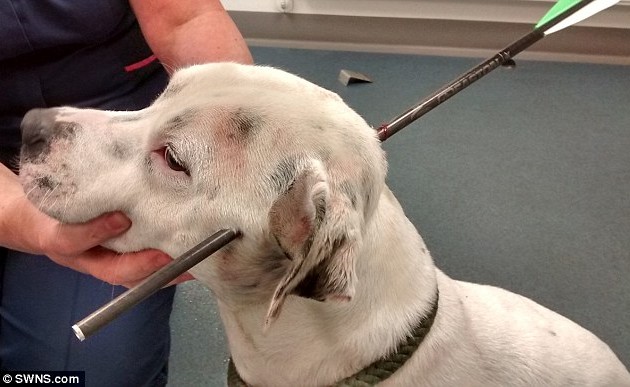 Έριξαν με τοξοβαλίστρα σε σκύλο, άθικτος ο εγκέφαλος (φωτογραφίες)