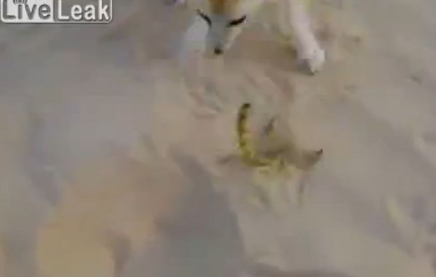 Επική μάχη: Αλεπού εναντίον σκορπιού (βίντεο)