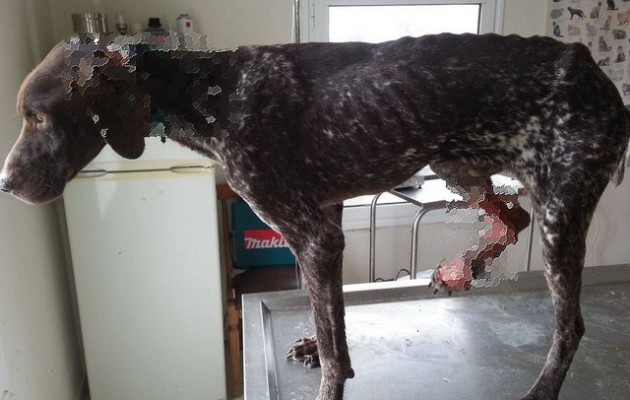 Κτήνη έριξαν οξύ στον “Πολεμιστή” (φωτογραφίες)