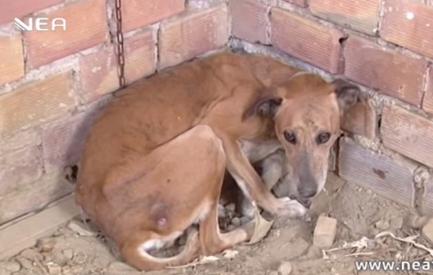 Οι φοβισμένοι σκύλοι είχαν βασανιστεί (βίντεο)