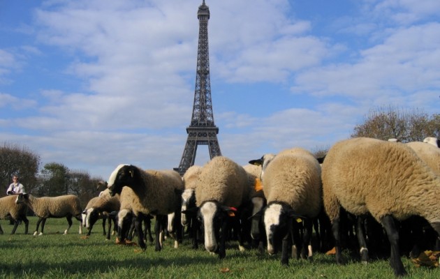 Γέμισε με πρόβατα η περιοχή του Πύργου του Άιφελ στο Παρίσι