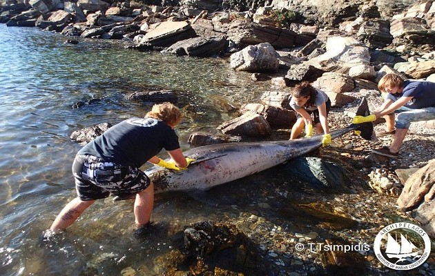 Δελφίνι έπαθε ασφυξία από κομμάτι πλαστικού στη Σάμο