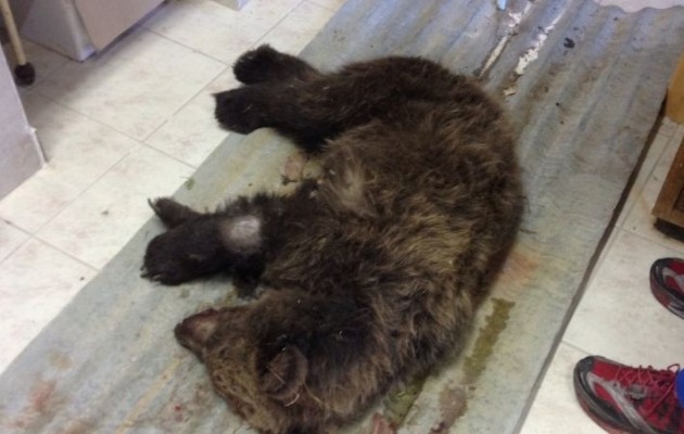 Μέτσοβο: Σοβαρά τραυματισμένο αρκουδάκι από τροχαίο