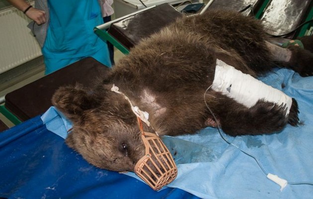 Σε κρίσιμη κατάσταση το αρκουδάκι που το πυροβόλησαν ασυνείδητοι (φωτο)