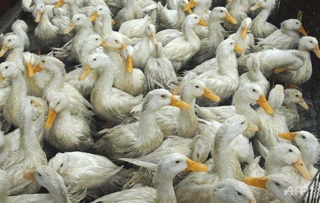 Γρίπη των πτηνών στην Αγγλία