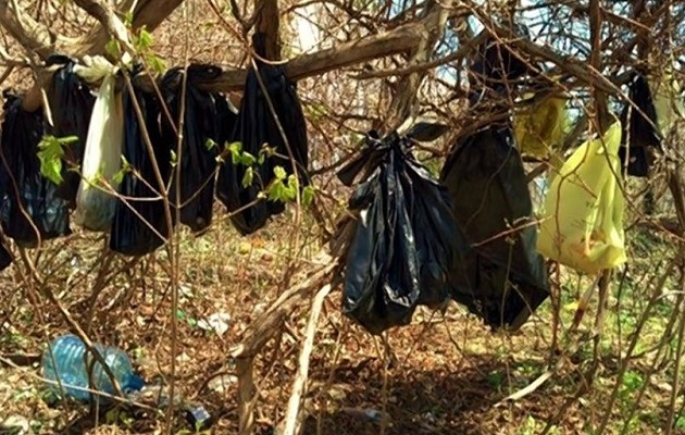 Νέα Υόρκη: Βρέθηκε ο άνδρας που κρέμασε 25 γάτες σε δέντρο