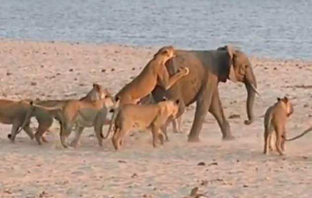 Απίστευτη μάχη: 14 λιοντάρια εναντίον νεαρού ελέφαντα (βίντεο)