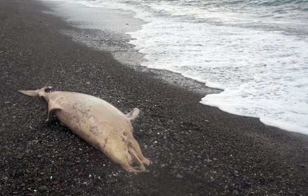 Νεκρό δελφίνι στην Εύβοια