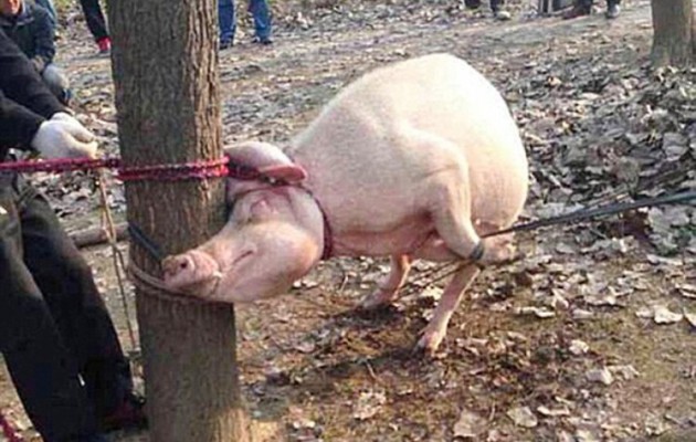 Οικόσιτο γουρούνι σκότωσε και έφαγε δίχρονο αγόρι