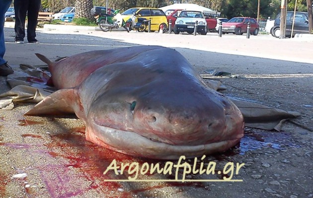 Καρχαρίας δυόμιση μέτρων στα δίχτυα ψαρά στην Αργολίδα