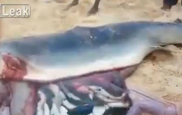 Ο καρχαρίας που έπιασαν ήταν… έγκυος (βίντεο)