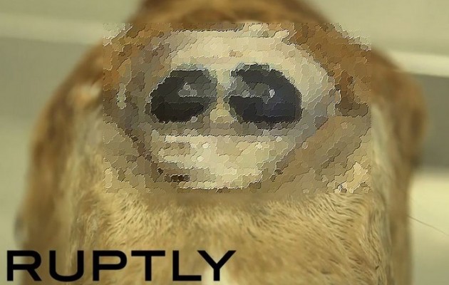 Δανία: Οι επιστήμονες εξετάζουν το άλογο – Κύκλωπα (βίντεο)