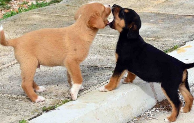 Φρίκη: Κρέμασαν μικρά κουτάβια στα Γιάννενα (σκληρές φωτογραφίες)