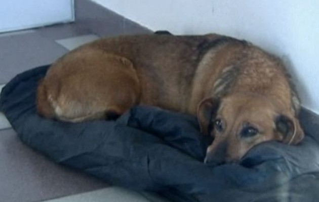 Μάσα: Η σκυλίτσα που περιμένει 2 χρόνια το νεκρό αφεντικό της (βίντεο)