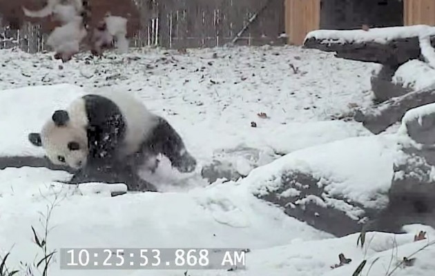 Δείτε πάντα να παίζει εκστασιασμένο στο χιόνι (βίντεο)