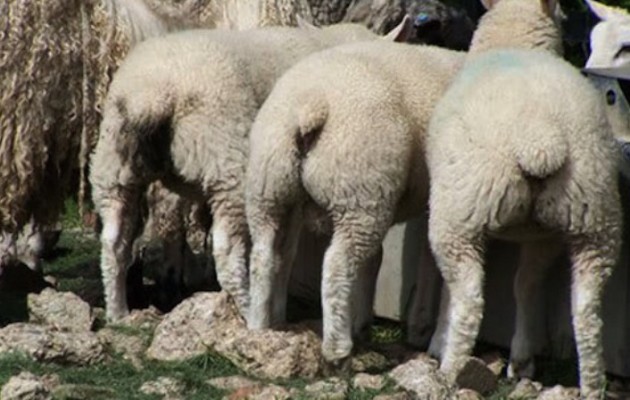 Συνελήφθη φοιτητής ενώ “το έκανε” με πρόβατο (βίντεο)