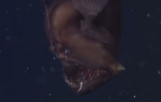 Καλιφόρνια: Ανακάλυψαν σπάνιο ψάρι – τέρας (βίντεο)