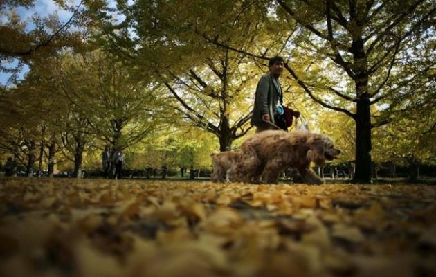 Ιράν: Απαγορεύεται η κατοχή σκύλου – 74 βουρδουλιές στους παραβάτες