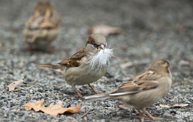 Ευρώπη: 421 εκατομ. λιγότερα πουλιά τα τελευταία 30 χρόνια