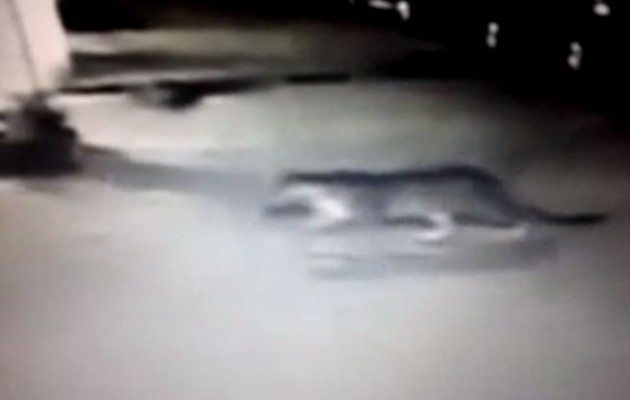 Παρίσι: Τίγρης κυκλοφορεί ελεύθερη κοντά στην Ντίσνεϊλαντ (βίντεο)