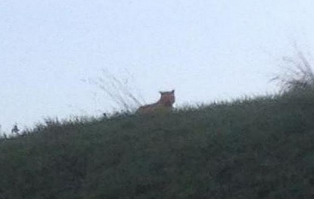 Παρίσι: “Είναι άγριο ζώο, ίσως όχι τίγρης” (βίντεο)