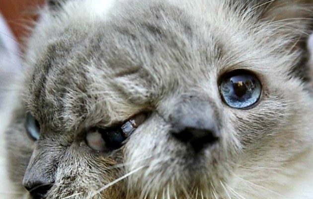 Πέθανε η μακροβιότερη γάτα με δύο πρόσωπα
