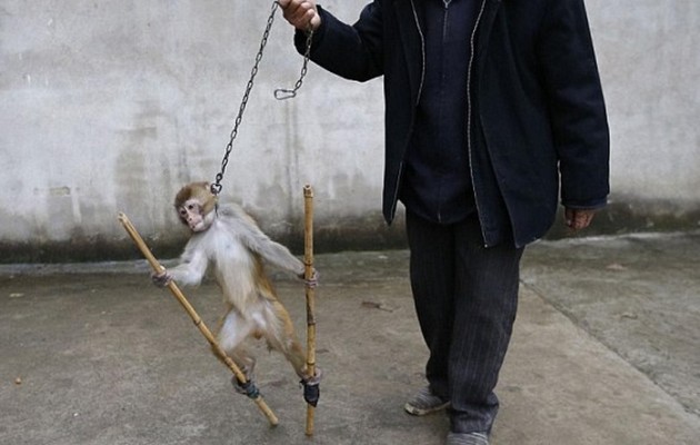 Τα βασανιστήρια μιας μαϊμούς τσίρκου από τον “εκπαιδευτή” της (βίντεο)