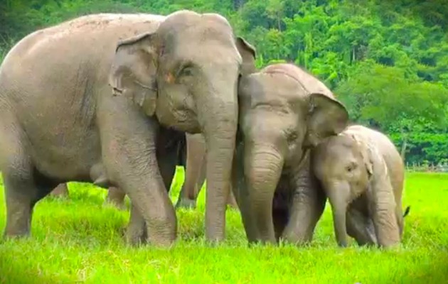 Ζιμπάμπουε: Διακόσιοι ελέφαντες θα σφαγούν για να τραφεί κόσμος που πεινάει λόγω της ξηρασίας