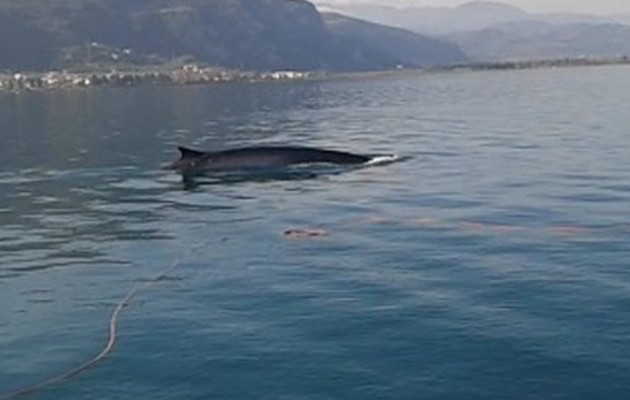 Δωδεκάμετρη φάλαινα κοντά στην Εύβοια
