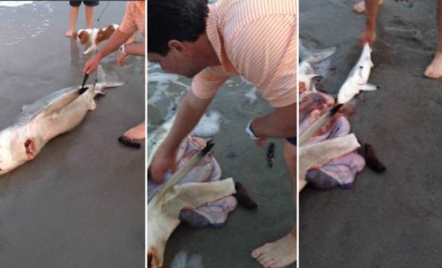 Καισαρική σε νεκρό καρχαρία για να σώσουν τα μικρά του (βίντεο)