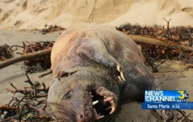 Περίεργο πλάσμα ξεβράστηκε σε ακτή της Καλιφόρνιας