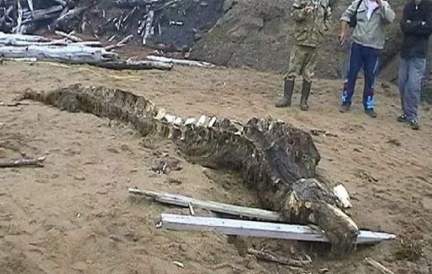 Λύθηκε το μυστήριο για το θαλάσσιο τέρας που ξεβράστηκε στη Ρωσία