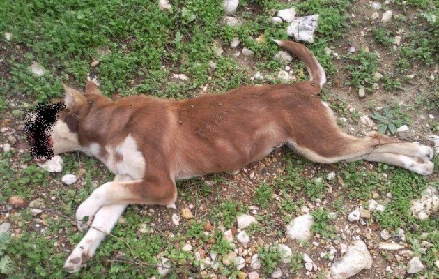 Αναζητείται 61χρονος γιατί σκότωσε με όπλο  σκύλο στη Ροδόπη