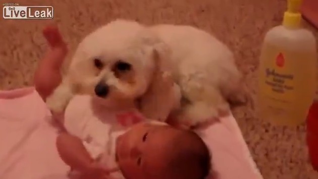 Δείτε γιατί ο σκύλος είναι πράγματι ο καλύτερος φίλος του ανθρώπου (βίντεο)