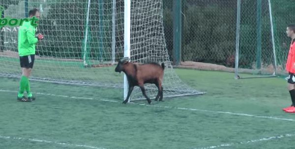Τράγος σε ρόλο τερματοφύλακα έκανε… ντου σε γήπεδο (βίντεο)