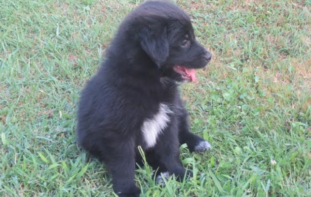 Ένα λαμπραντόρ για τον Φρανσουά Ολάντ