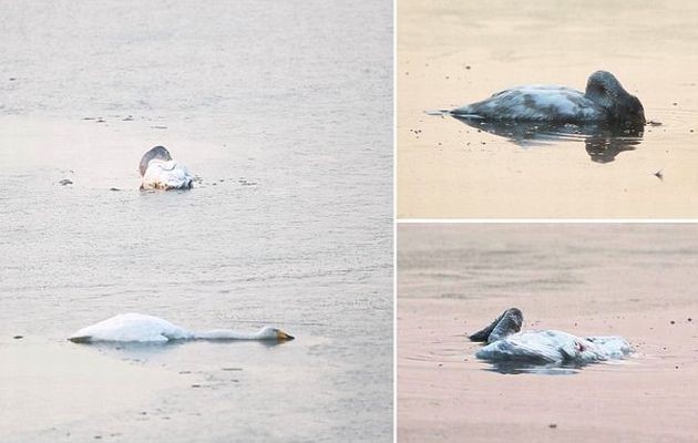 Κύκνος αυτοκτονεί μετά το θάνατο της μητέρας του