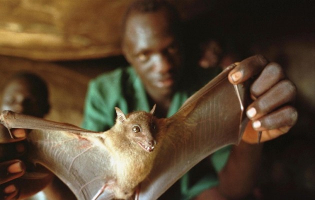 Μια νυχτερίδα έσπειρε τον ιό του Έμπολα