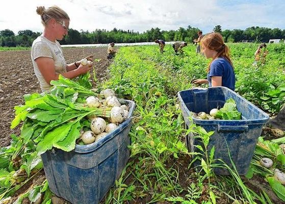 Νέος ευρωπαϊκός κανονισμός για περιορισμό των μεταλλαγμένων