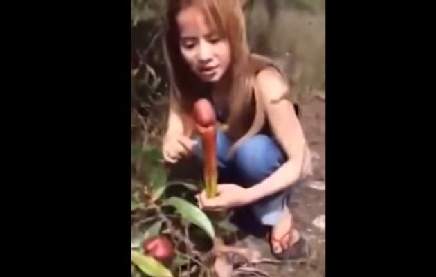Κινέζες… παίζουν με το φυτό… πέος – Δεν θα πιστεύετε την ομοιότητα (βίντεο)